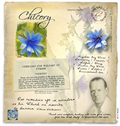 Chicory Bach Flower Remedy