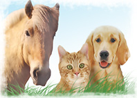 This Remedy for animals, dogs, cats and horses